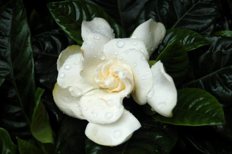 Nature tropicale floral