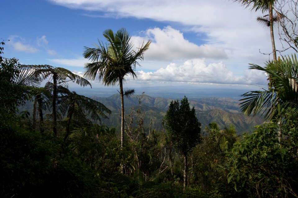 Palm nature sky