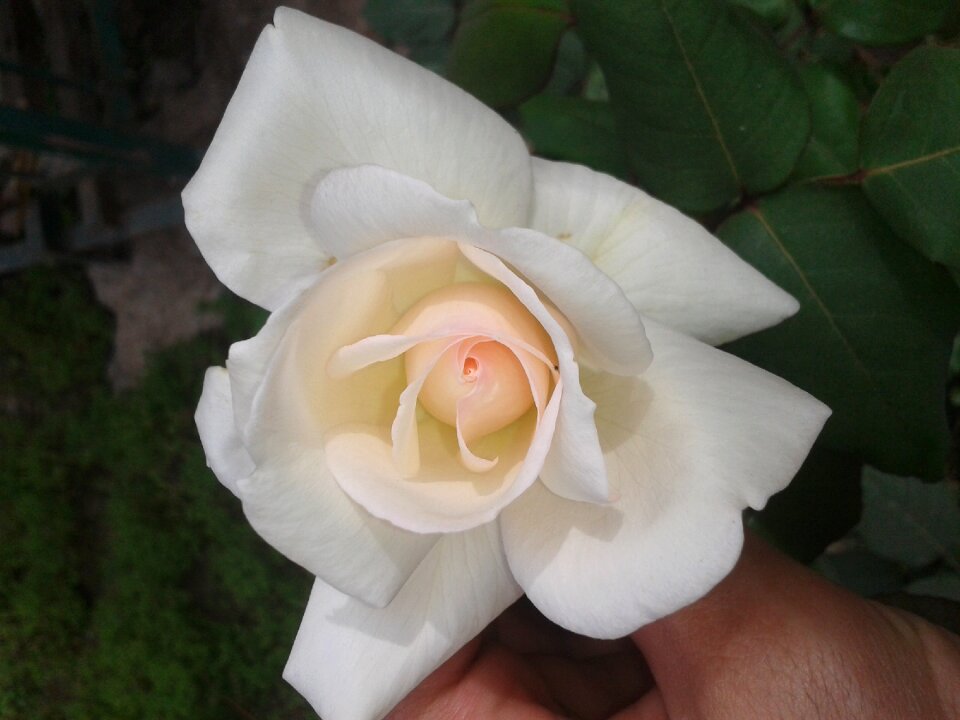 Flora blooming