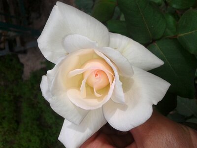 Flora blooming