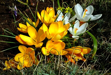 Yellow white spring