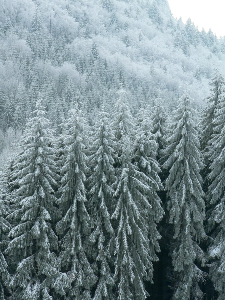 Winter nature tree