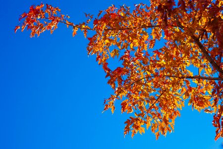 Leaf season tree photo
