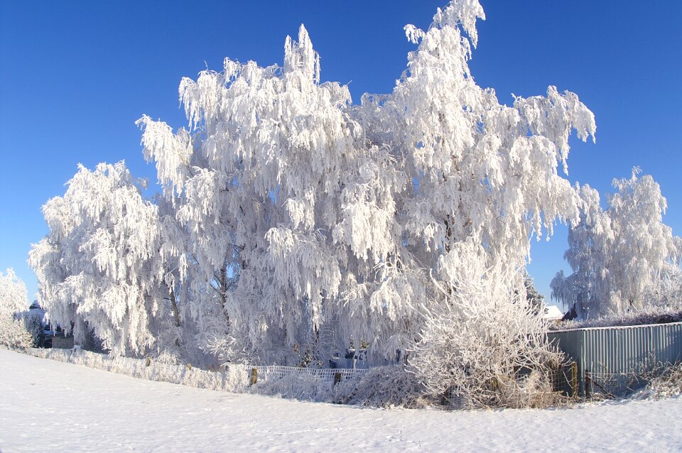 Cold frozen tree icy