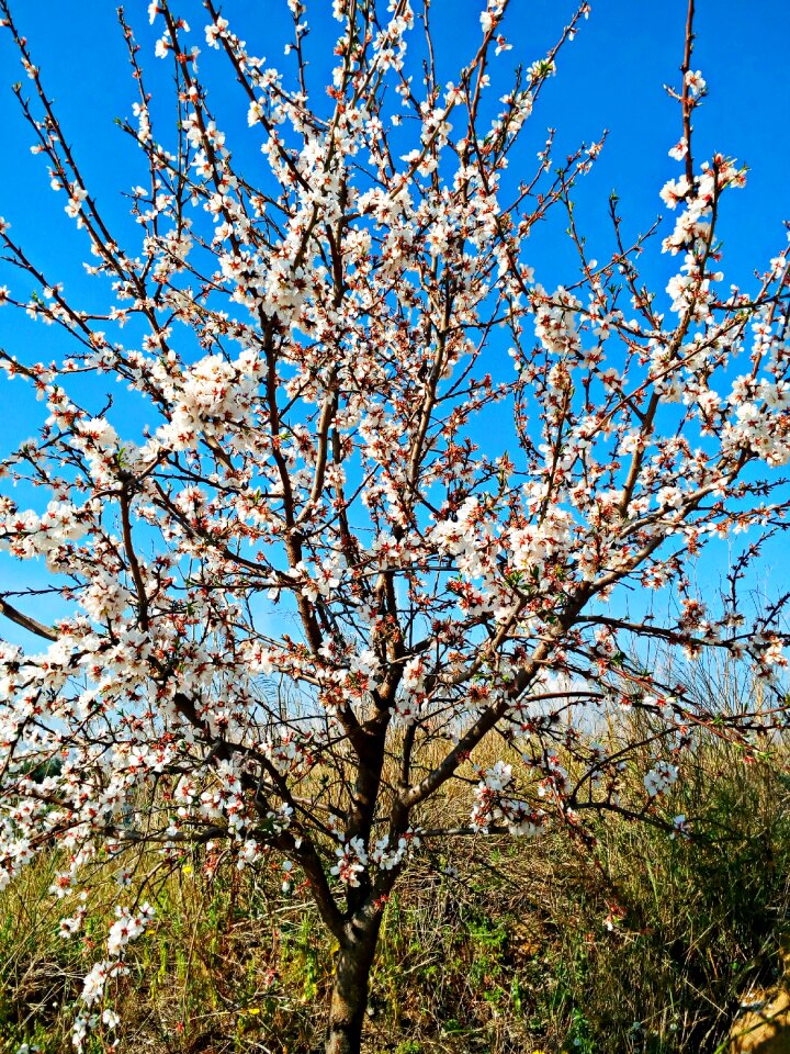 Season flower nature