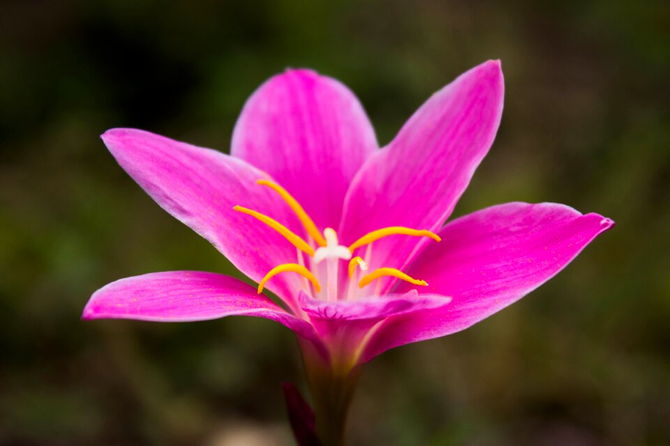 Flowering garden petal