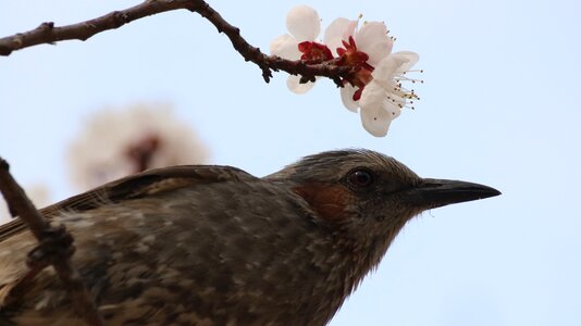 Wing animal birds