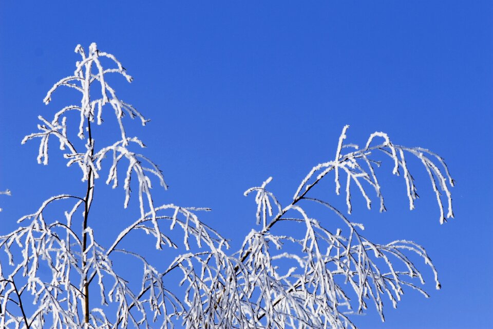 Nature season tree