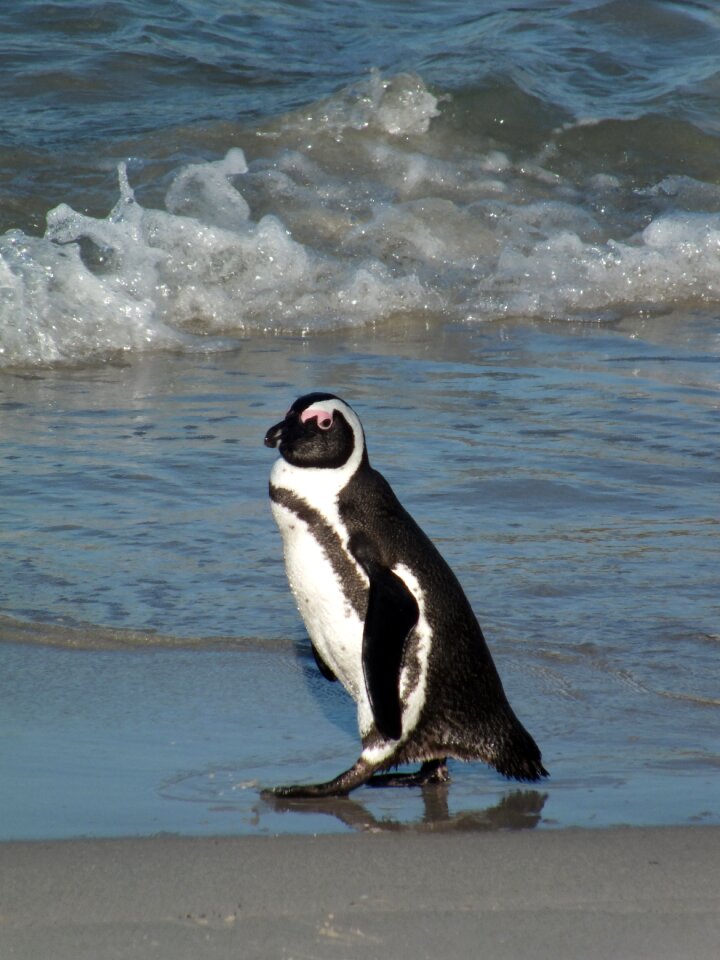 Ocean beach penguin