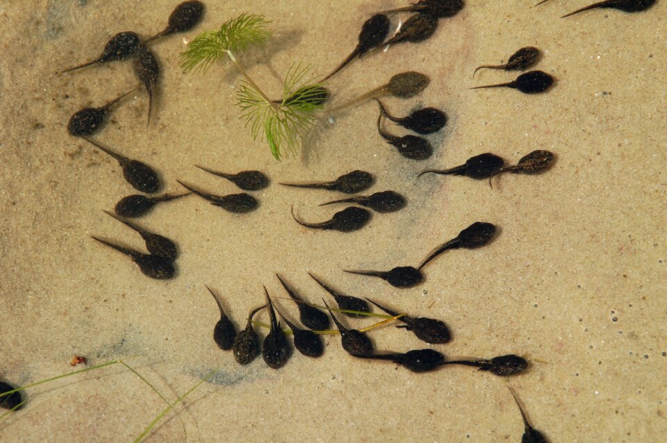 Nature tadpoles plas