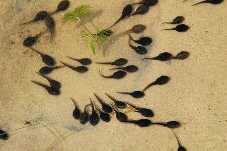 Nature tadpoles plas