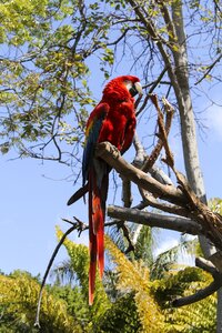 Tropical wood parrot