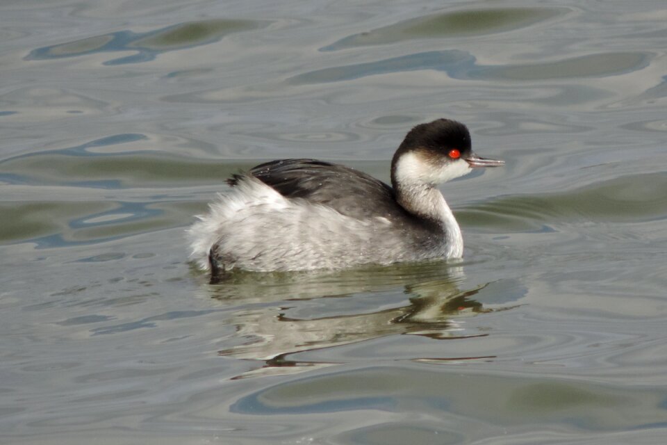 Birds body of water wild life