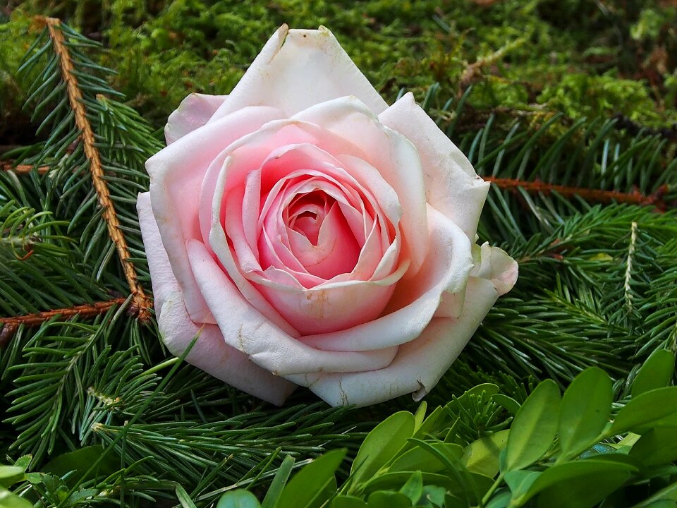 Rose corpus christi beautiful flower