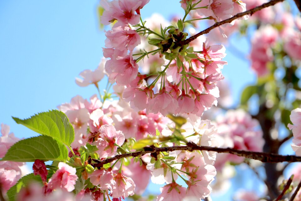 Tree branch cherry wood photo