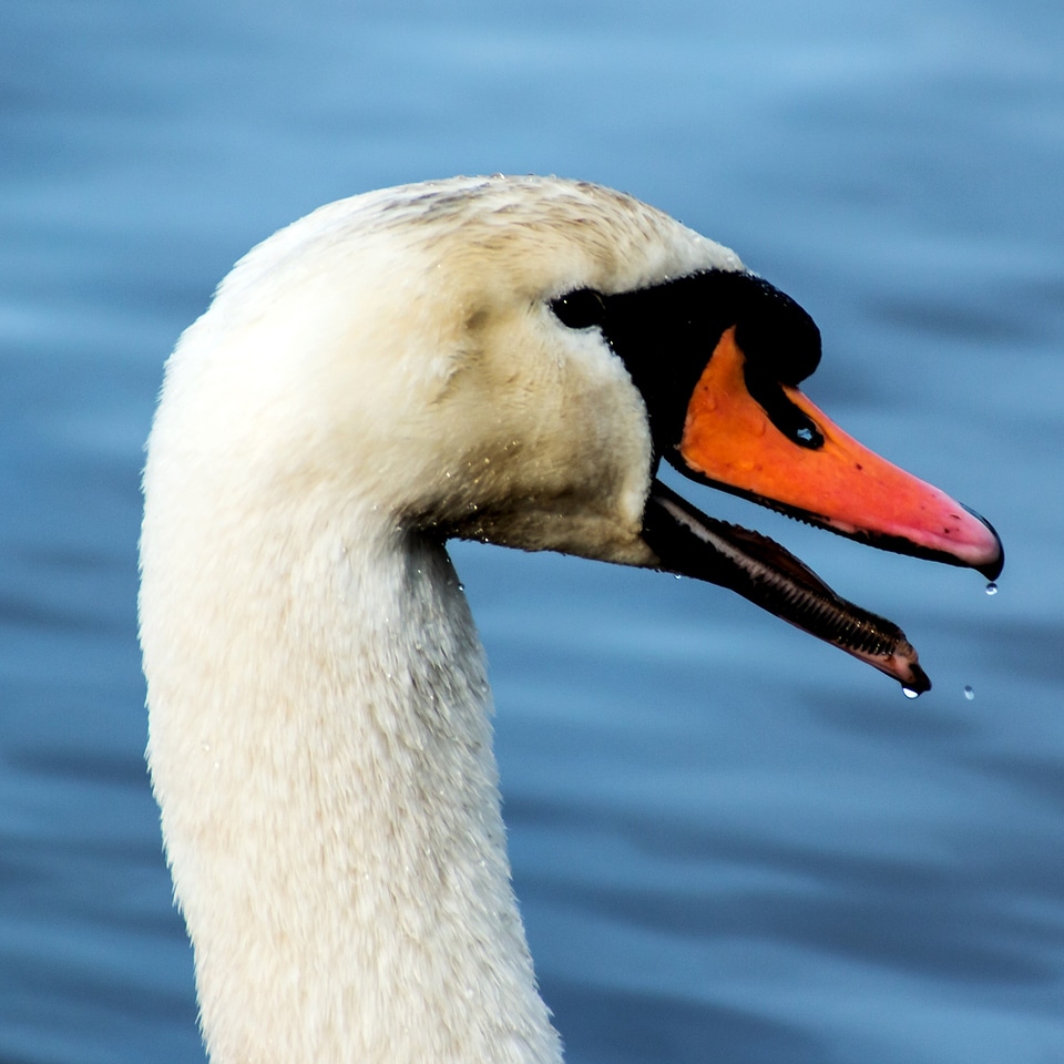 Waters water bird gooseneck