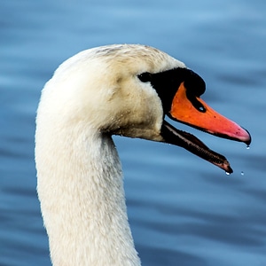 Waters water bird gooseneck photo