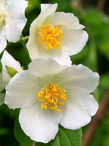 Flowers white jasmine summer
