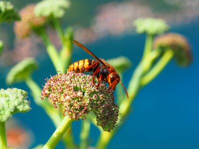 Plant wing hornet