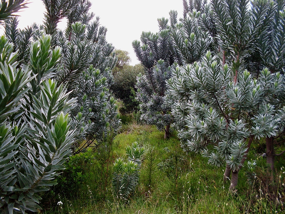Foliage nature outside