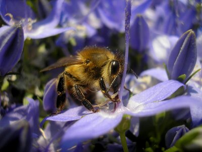 Bug flower eyes