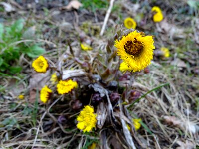 Spring flower yellow medicinal herbs photo