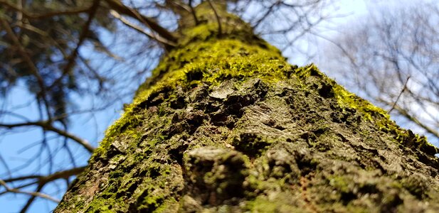 Leaf plant moss