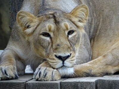 Cat lion animal world
