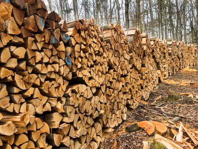 Stacked up growing stock timber