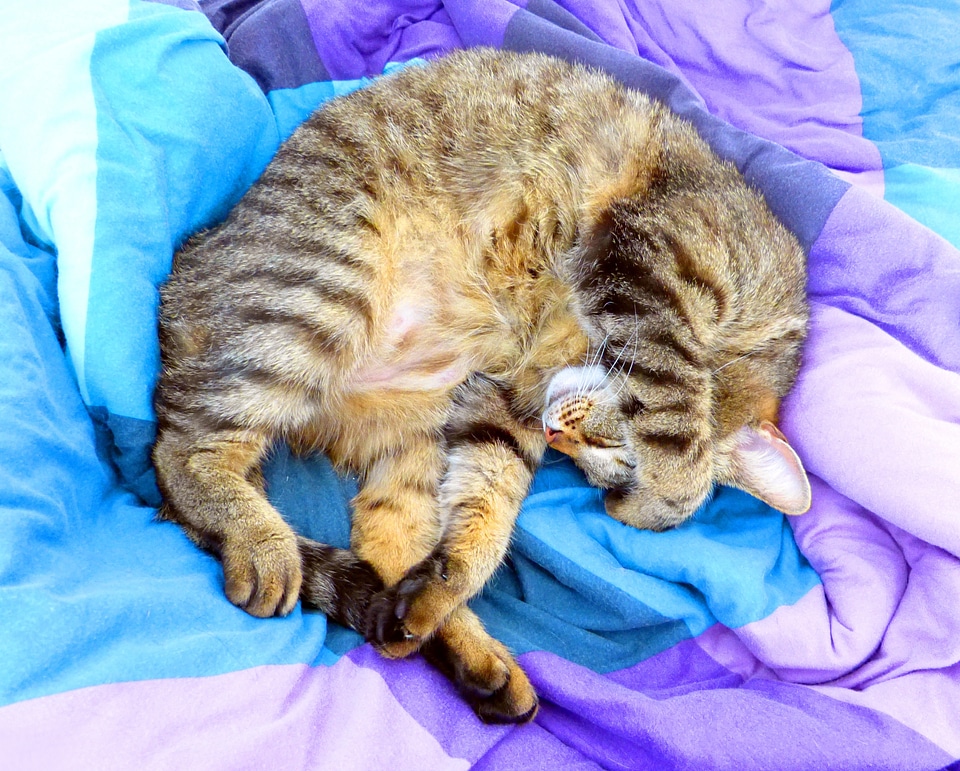 Sleep tired tabby portrait