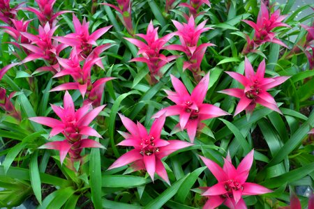 Pink spring plant photo