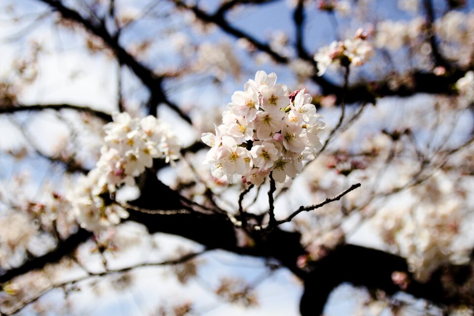 Season flower