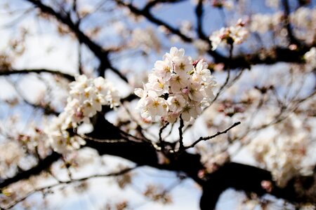 Season flower