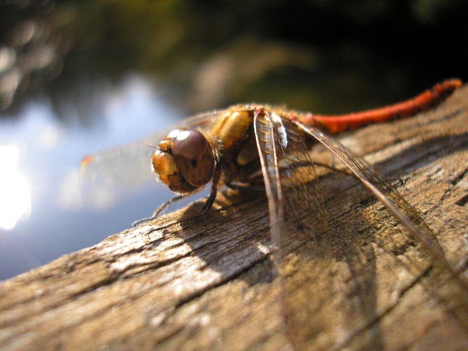 Helicopter dragonfly macro
