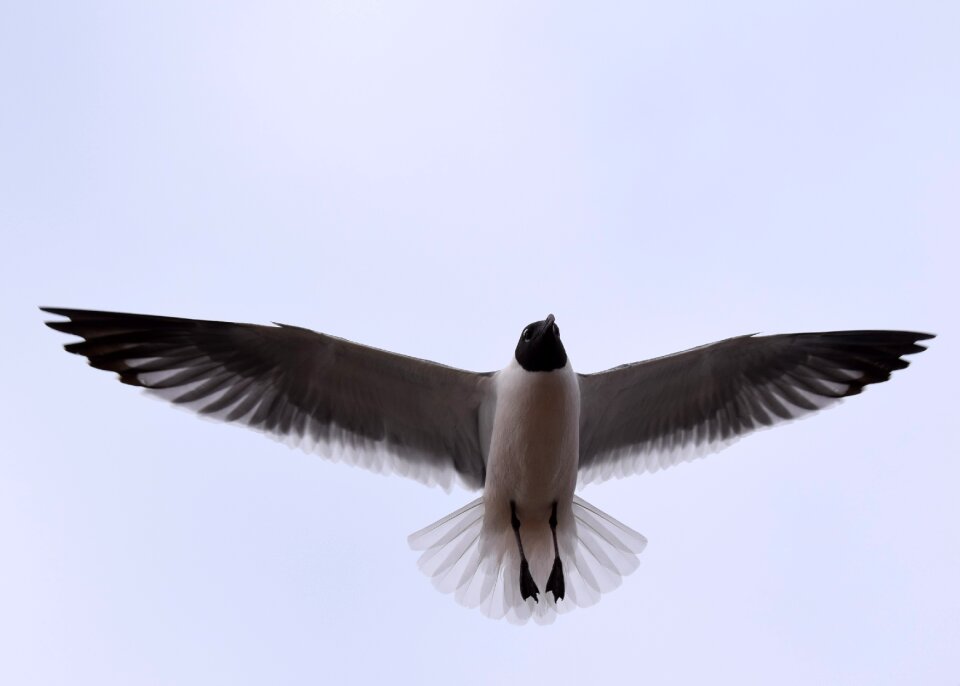 Wing feather seagulls