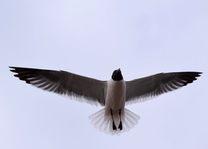 Wing feather seagulls