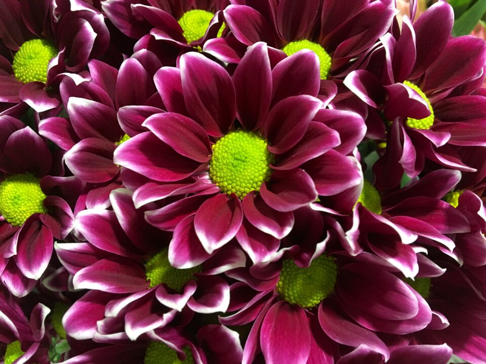 Floral garden color
