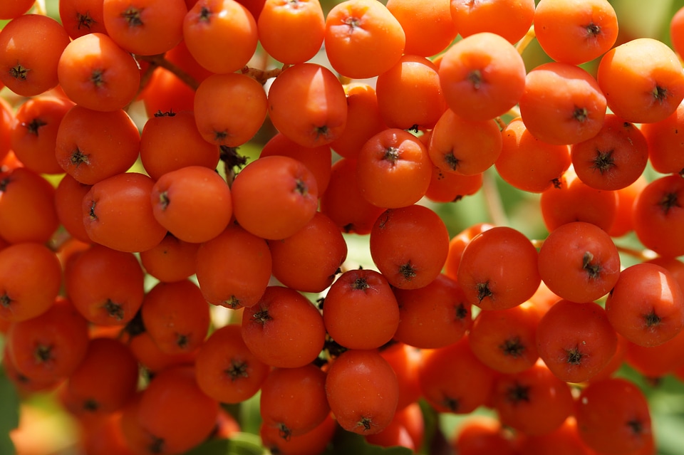 Rowanberries close up macro