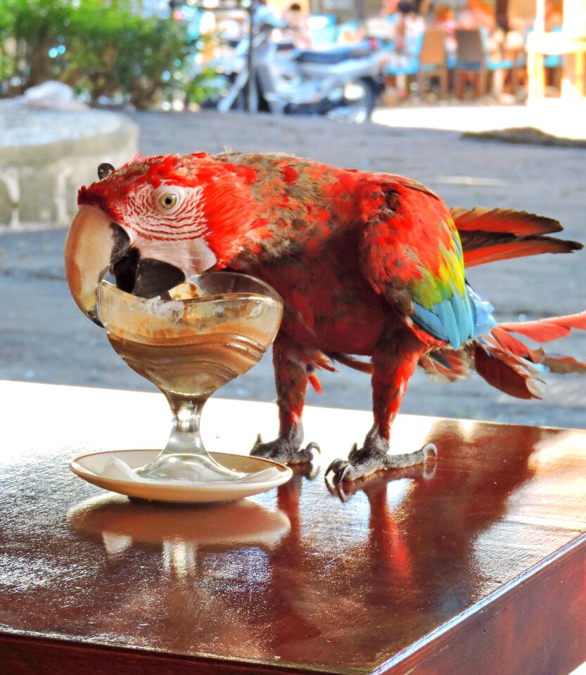 Rhodes bird Free photos