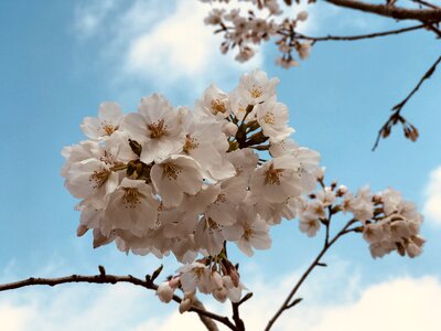 Tree season cherry blossom photo