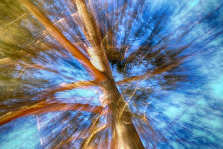 Wood sky