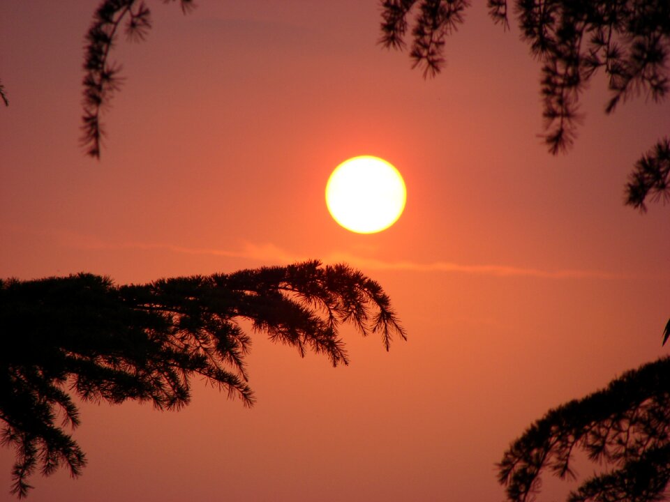 Nature tree evening