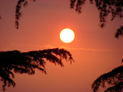 Nature tree evening