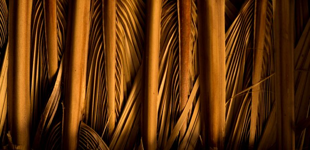 Industry nature wood