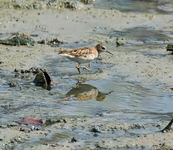Outdoors beach shorebird