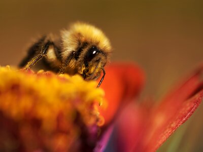 Landscape animal world close up photo