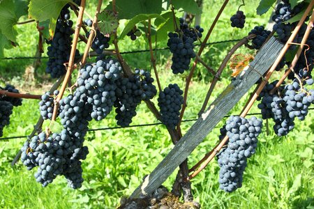 Agriculture vineyard grow