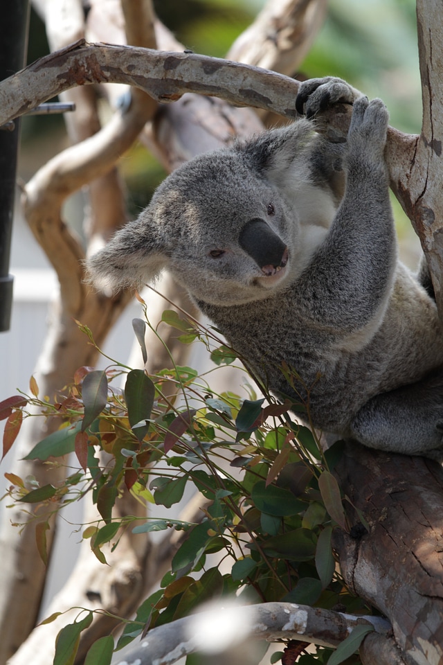 Animal wildlife wild