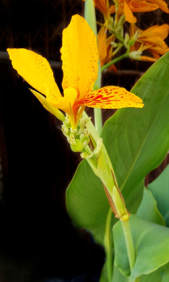 Red nature flower