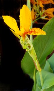 Red nature flower photo